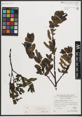 Foto von Salix mielichhoferi Saut.
